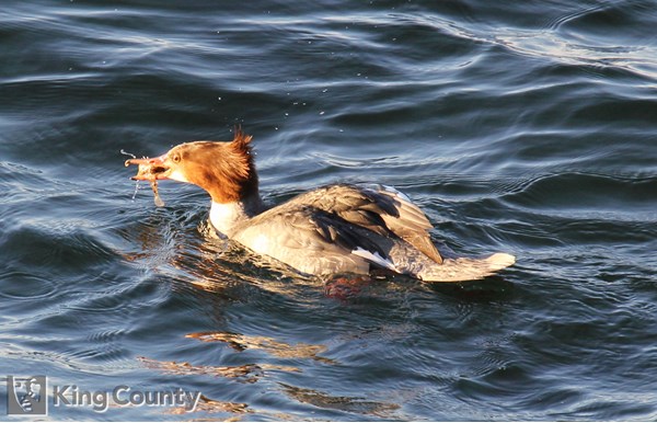 Photo of Mergus merganser